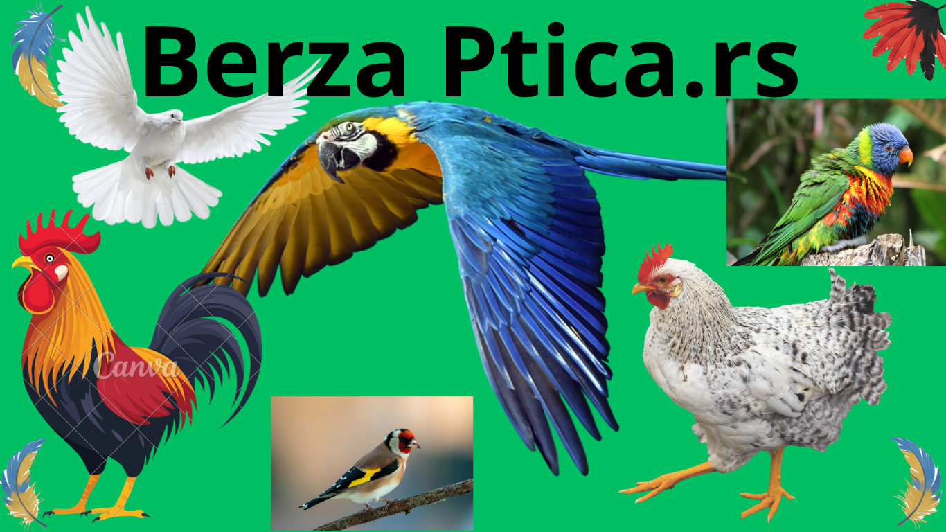 Berza Ptica Logo